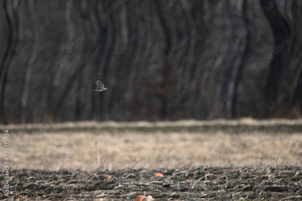 Flying Horned Lark, eremophila alpestris Flying Horned Lark, eremophila alpestris