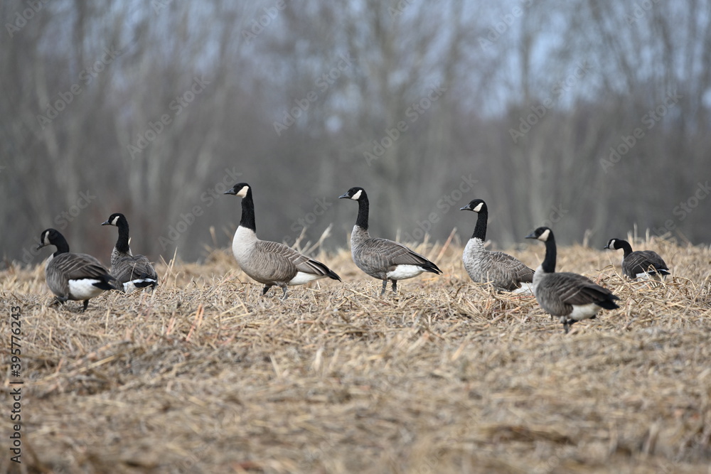 Canada Geese - Branta canadensis Canada Geese - Branta canadensis