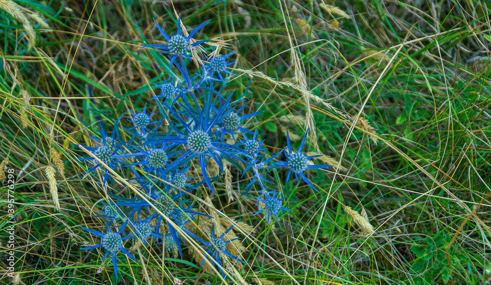 Fototapeta premium Piante di montagna lungo il sentiero