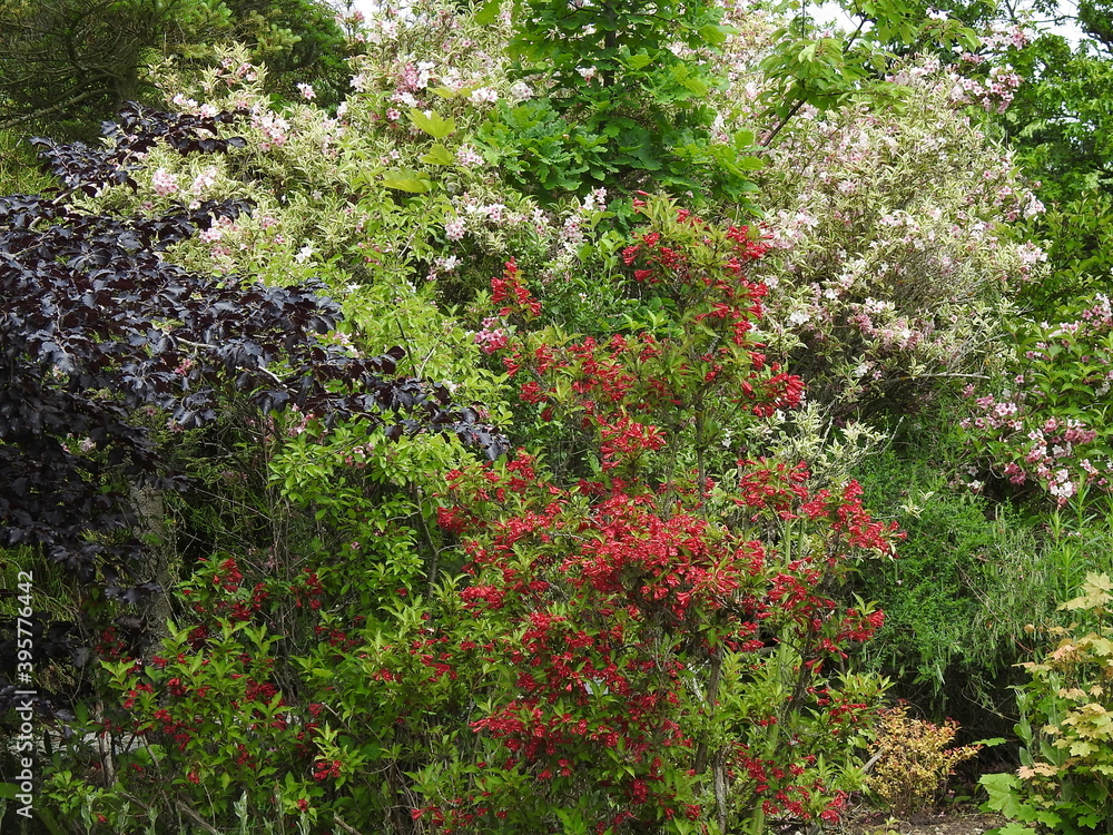 Blumen, Strauch, Busch Blumen, Strauch, Busch