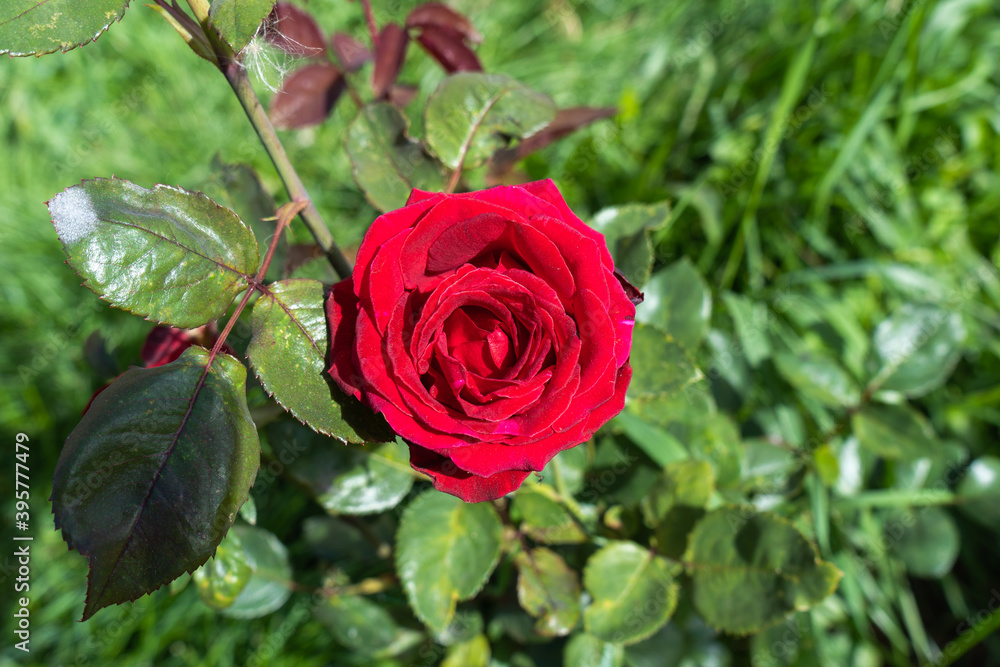 Red rose in the garden. Live rose Red rose in the garden. Live rose