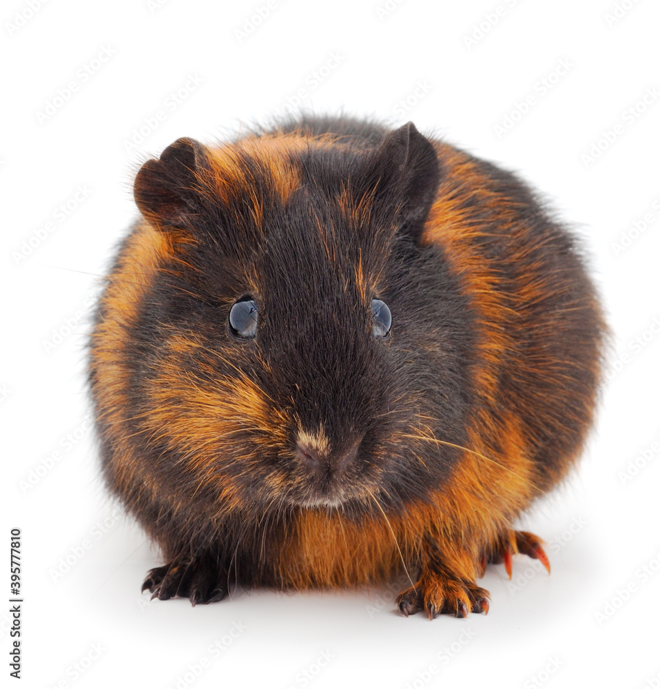 Guinea pig isolated. Guinea pig isolated.