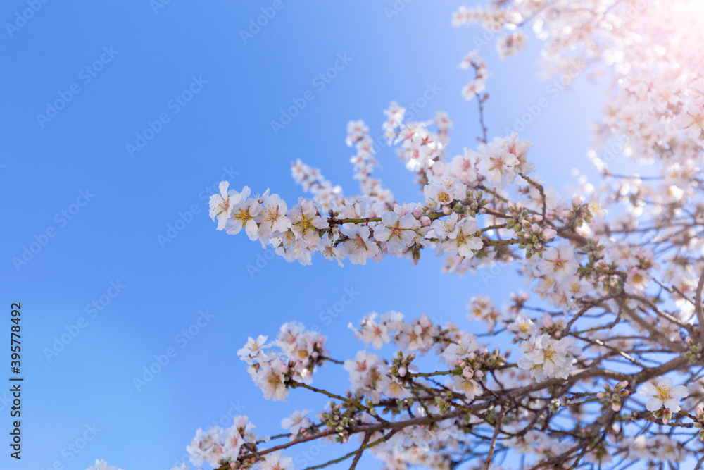 Spring blossom background. Beautiful nature scene with blooming tree on sunny day. Spring flowers. Beautiful orchard in Springtime. Abstract background.