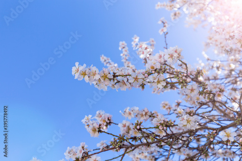 Spring blossom background. Beautiful nature scene with blooming tree on sunny day. Spring flowers. Beautiful orchard in Springtime. Abstract background.