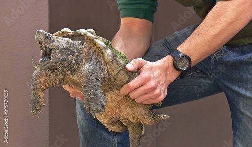 Foto Snapping Turtle in the hands of the keeper