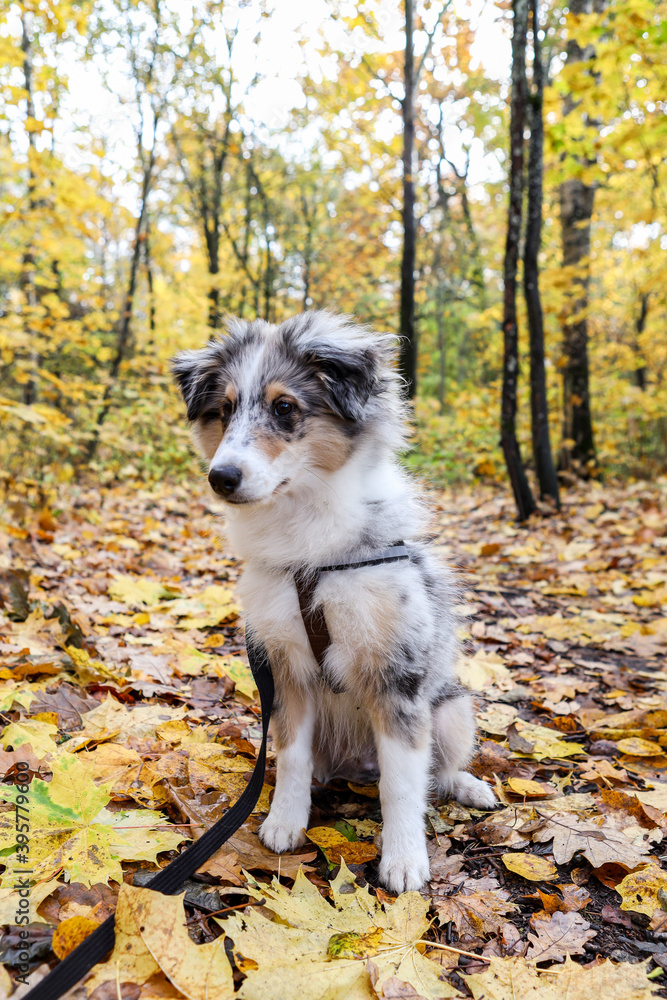 Small beautiful sheltie puppy sitting on a forest path in autumn.