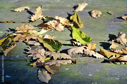 Autumn leaves in Sapanca, Sakarya, Turkey.