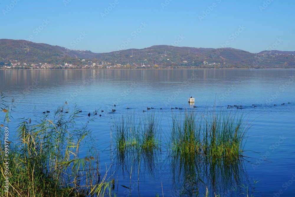 Cormorants on lake Sapanca, Sakarya, Turkey.
