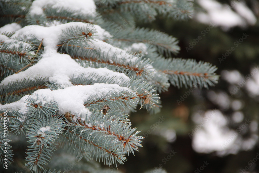 firs and fir trees with cones and needles firs and fir trees with cones and needles