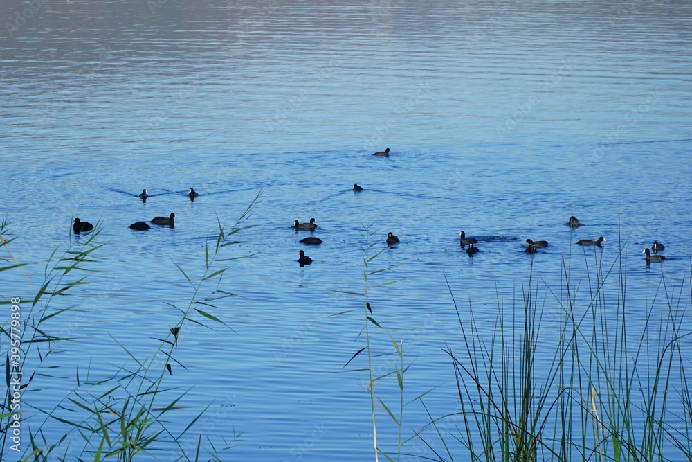 Cormorants on lake Sapanca, Sakarya, Turkey.