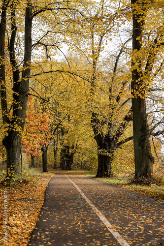 Pedestrian path through forest park with yellow leaves.