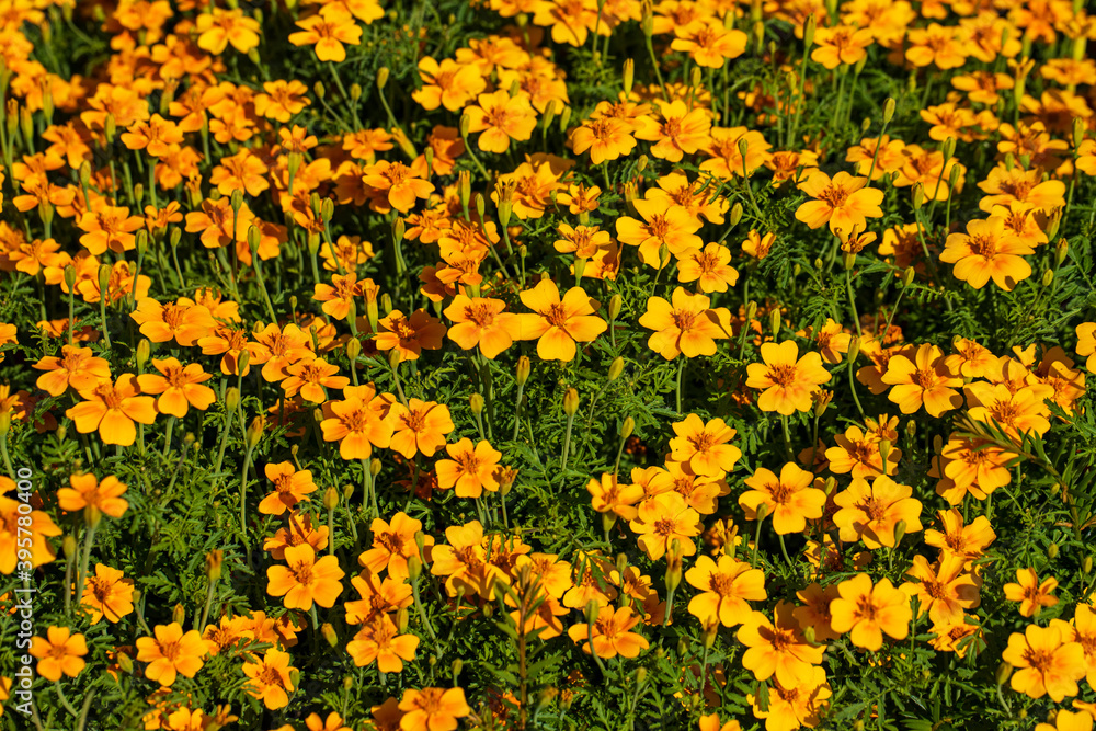 View of yellow tagetes flowers in the summer garden