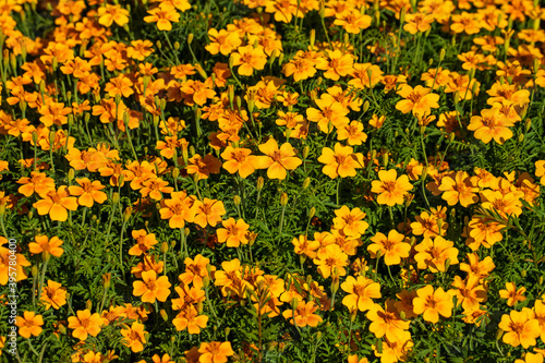 View of yellow tagetes flowers in the summer garden