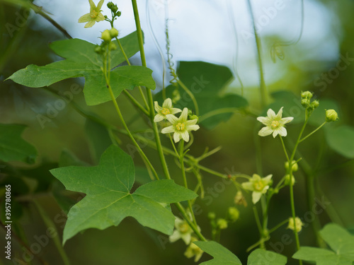 (Bryonia dioica) Bryone dioïque ou couleuvrée aux grappes de fleurs étoilées blanc jaunâtre, corolle à cinq lobes poilus, veinées et calices en forme de cloche jaune verdâtre photo