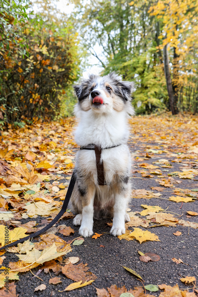 Fototapeta premium Small blue merle sheltie puppy sitting on a pedestrian path with many leaves.