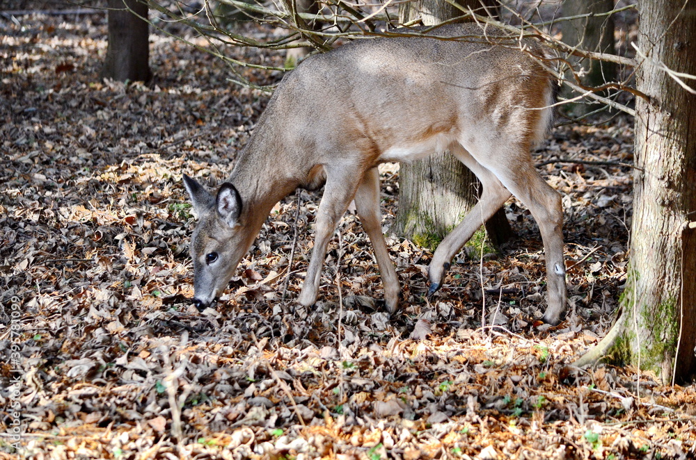 Fawn a young deer in fall foliage in Ontario, Canada. Fawn a young deer in fall foliage in Ontario, Canada.