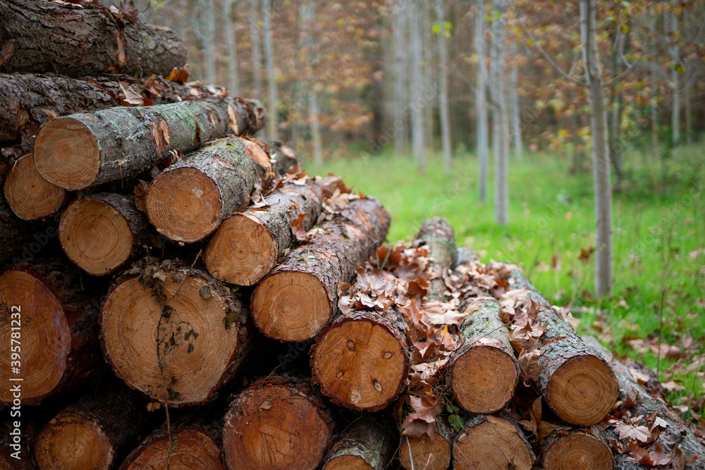 Pine timber, ready for transport from forest Pine timber, ready for transport from forest