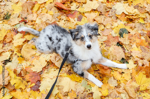 Small sheltie puppy laying on a yellow backgorund set of leaves.