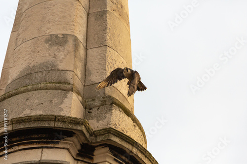 Peregrine  Falcon flying from church in Deptford. London