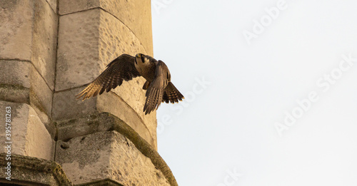 Peregrine  Falcon flying from church in Deptford. London photo