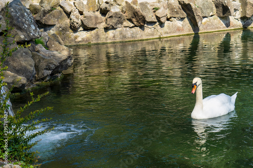 Image of swans in an artificial lake in the park.