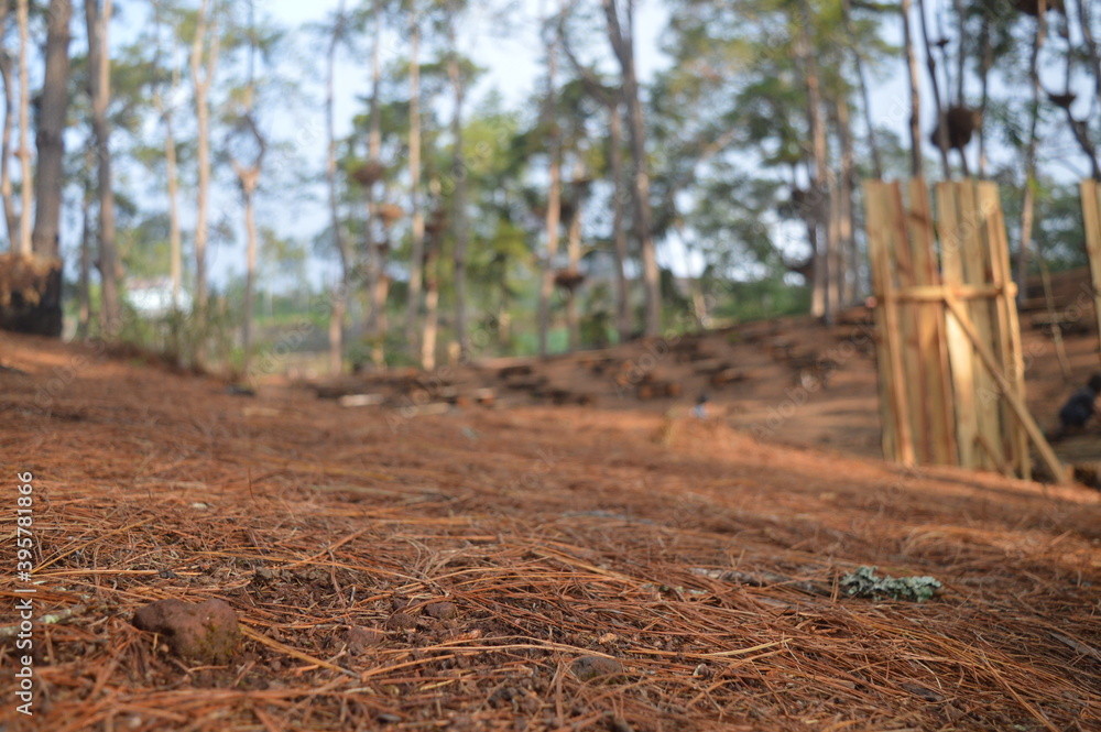 Fototapeta premium pine twig