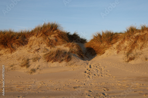 Sandy coast in which are visible human footprints in Blavandshuk in Jutland, Denmark photo