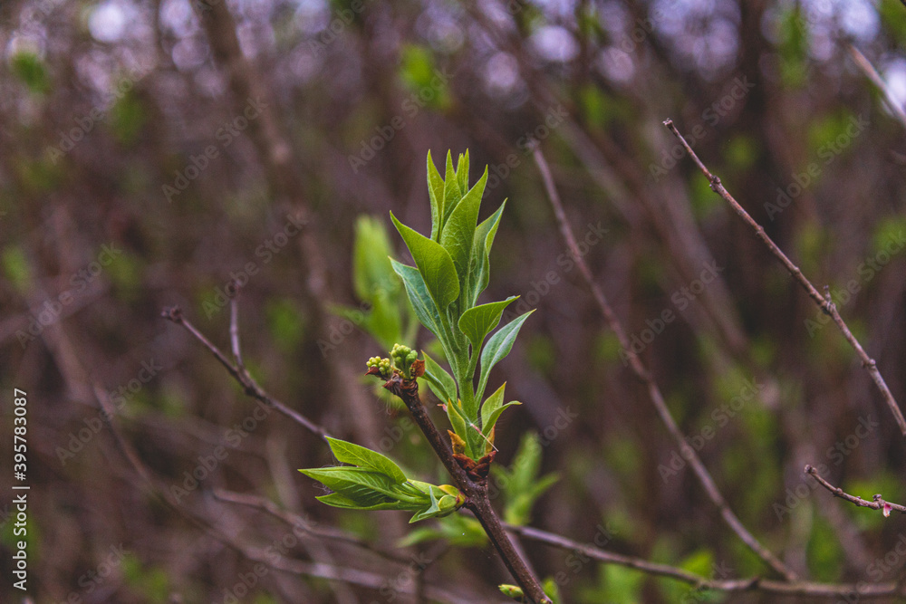 Spring Spring