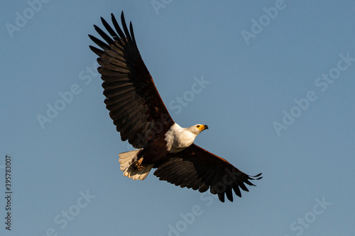 Pygargue vocifer, .Haliaeetus vocifer , African Fish Eagle, Parc national Kruger, Afrique du Sud