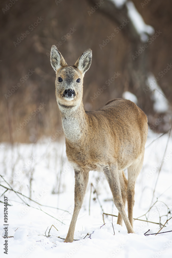 Cute roe deer, capreolus capreolus, doe standing on snow in winter from front view. Vertical composition of a fluffy wild mammal with brown fur. Animal wildlife in nature. Cute roe deer, capreolus capreolus, doe standing on snow in winter from front view. Vertical composition of a fluffy wild mammal with brown fur. Animal wildlife in nature.