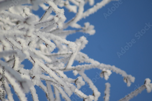 frost on the branches of Christmas trees and trees