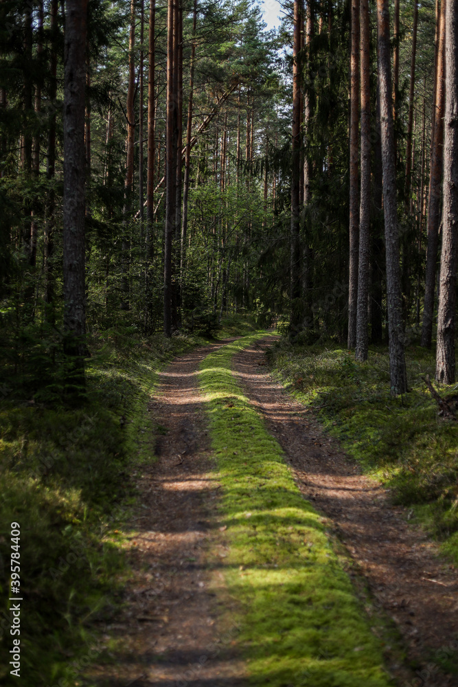 Small forest car track road near trees. Small forest car track road near trees.