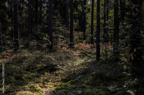 Artistic moody forest view in sunlight with shadows. © Artūrs Stiebriņš