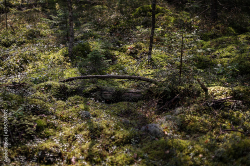 Artistic moody forest view in sunlight with shadows.