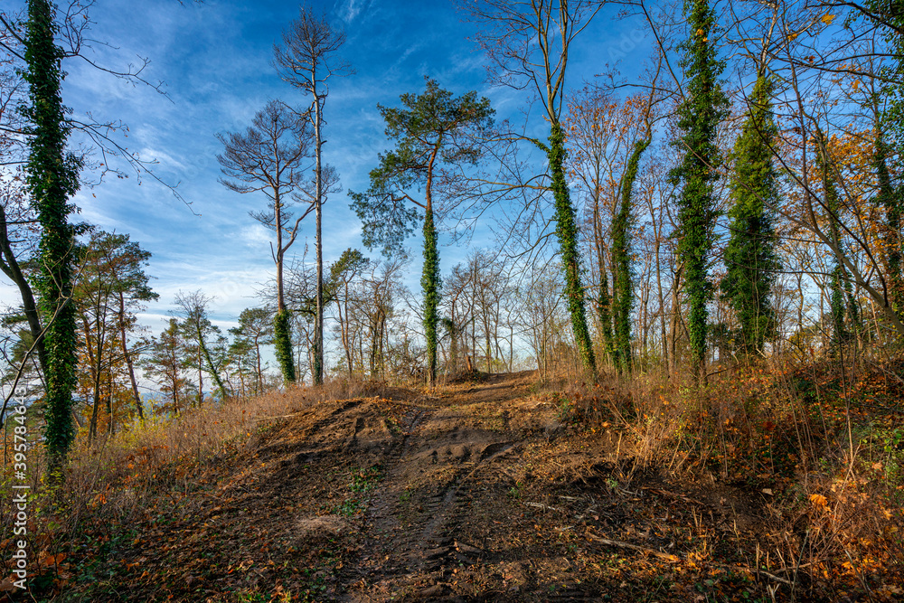 Fototapeta premium Forest clearing in autumn