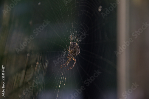 Spider on it's web