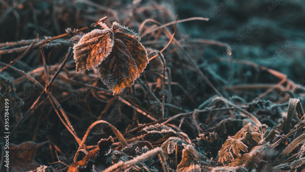 Obraz premium Liście i trawa pokryte szronem, stanowiące naturalne tło