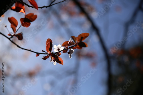 Branch with small light flowers and brown leaves in backlight, with a blue background and blurred trees