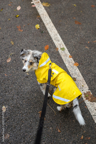 Small shetland sheepdog sheltie puppy with yellow raincoat sitting on pedestrian path with autumn leafs fallen on ground.