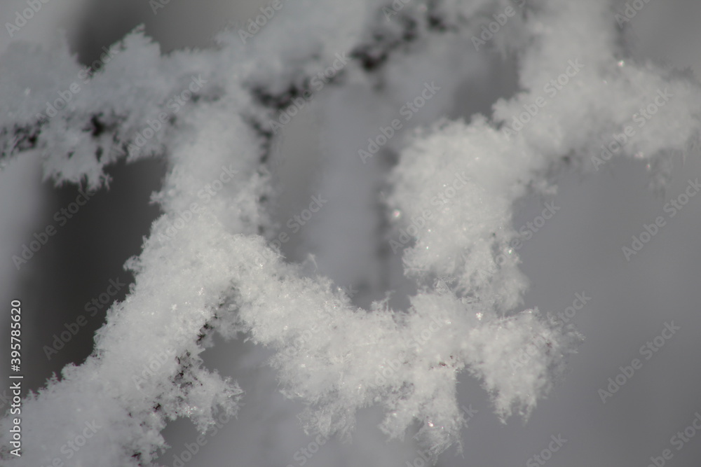 frost on the branches of Christmas trees and trees frost on the branches of Christmas trees and trees