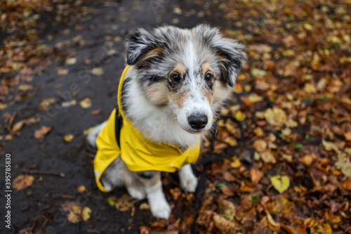 Small shetland sheepdog sheltie puppy with yellow raincoat sitting on wood path with early autumn leaves fallen on ground.