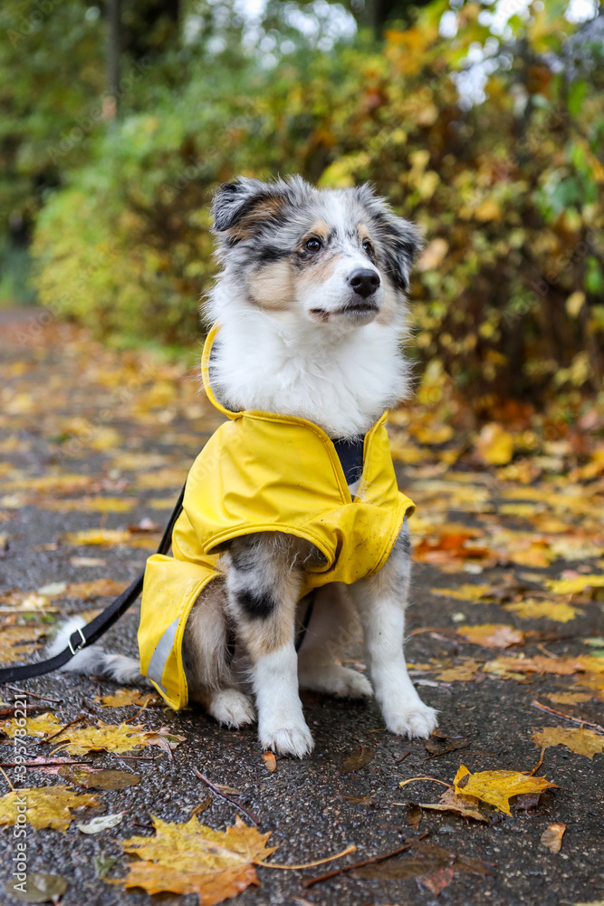 Small shetland sheepdog sheltie puppy with yellow raincoat sitting on pedestrian path with autumn leafs fallen on ground.