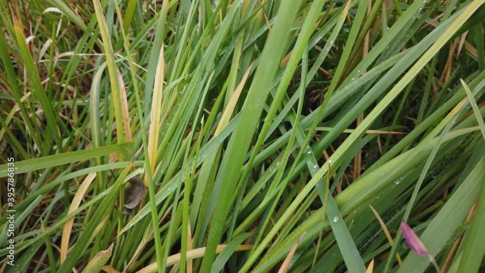 Wind swaying autumn grass, autumn grass close-up Wind swaying autumn grass, autumn grass close-up