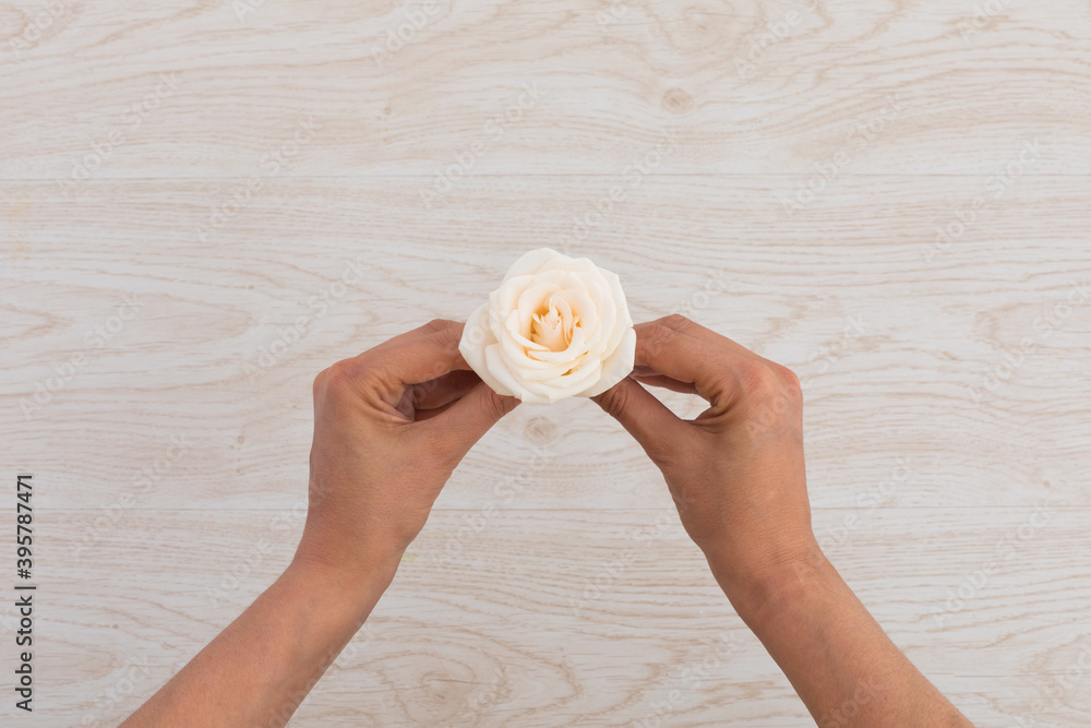 Fototapeta premium High angle view of person holding white rose on wooden background