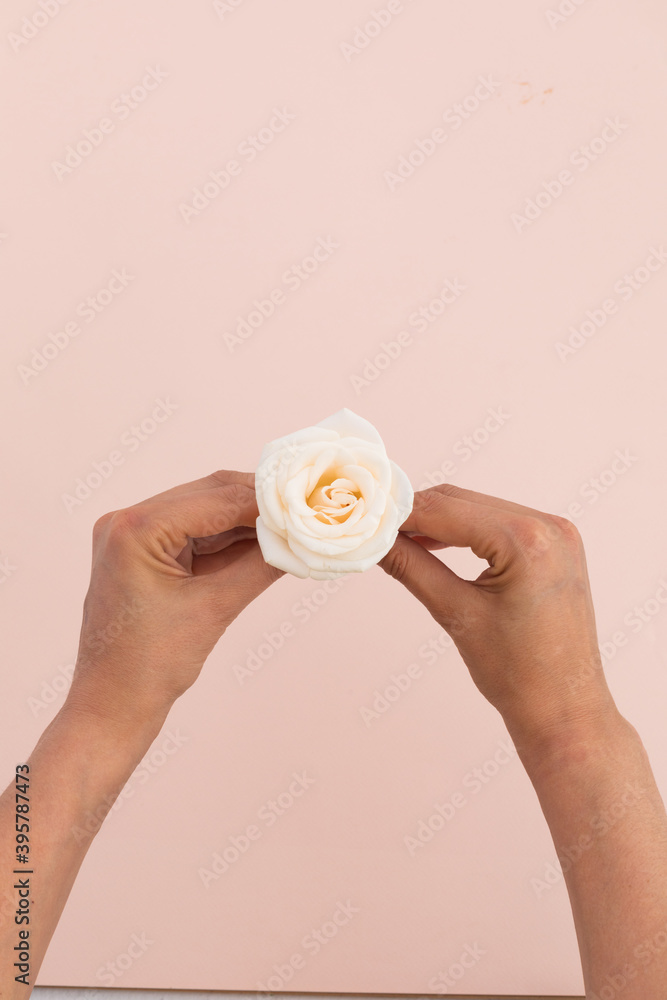Fototapeta premium High angle view of person holding white rose on pink background