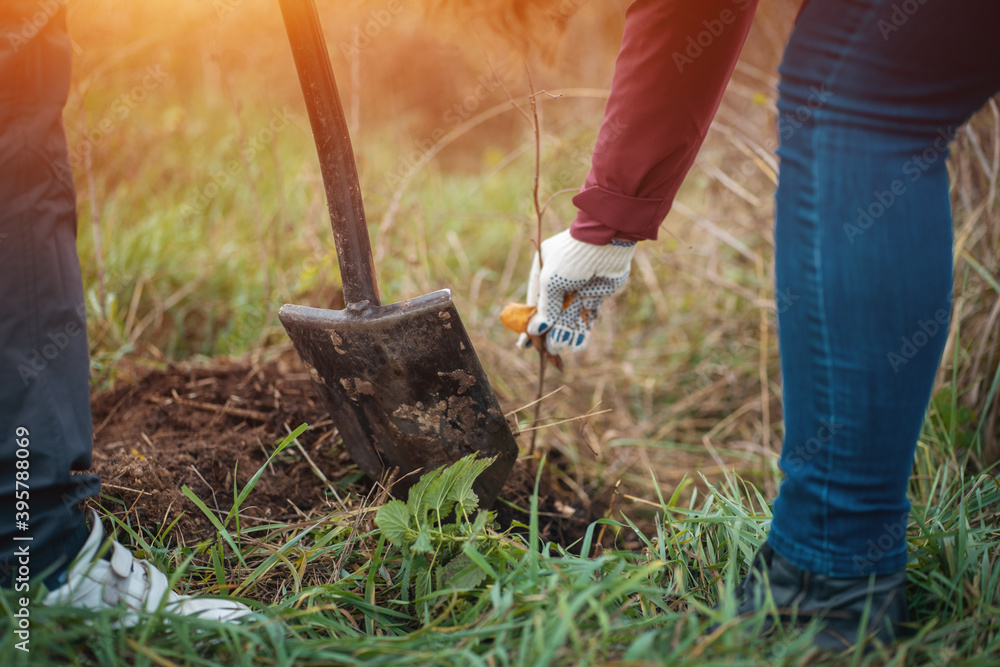 Fototapeta premium planting new trees with gardening tools in green park