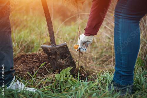 planting new trees with gardening tools in green park