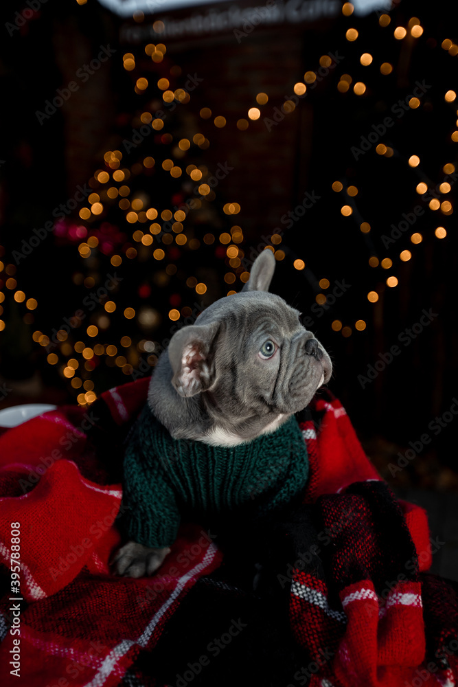 Beautiful dog French Bulldog breed for the new year Beautiful dog French Bulldog breed for the new year
