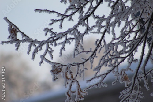 snow on the branches of Christmas trees and trees