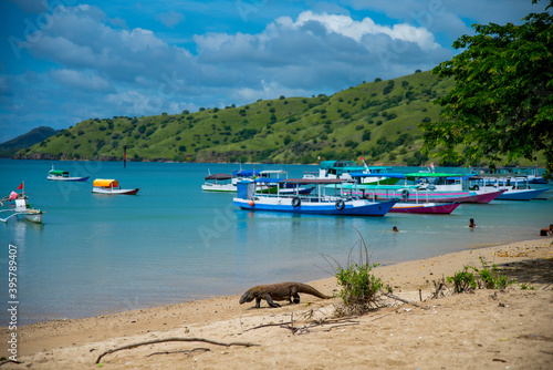Komodo Dragon, the largest lizard in the world walks free on the beach next to the boats. It is a dangerous and carnivore prehistoric animal. Komodo Island, Indonesia, south Asia © Martina